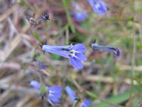 Lobelia kirkii fl6-t.JPG